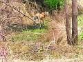 वीज वितरण कार्यालयाजवळ वाघाने मांडले बस्तान - Marathi News | Tiger near the power distribution office | Latest chandrapur News at Lokmat.com
