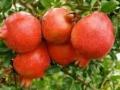 जिल्ह्यात डाळिंबबागा धोक्यात - Marathi News | Pomegranate orchards in danger in the district | Latest nashik News at Lokmat.com