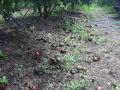 देवळा तालुक्यात कांदा रोपांचे नुकसान - Marathi News | Damage to onion seedlings in Deola taluka | Latest nashik News at Lokmat.com