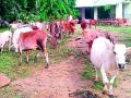 वन विभागाची मोकाट जनावरांवर कारवाई - Marathi News |  Action on wild animals in forest department | Latest gadchiroli News at Lokmat.com
