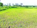 पावसाने फिरविली पाठ, धानपीक आले संकटात - Marathi News | The rain turned the back, the rice crop was in crisis | Latest gadchiroli News at Lokmat.com