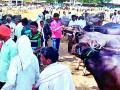 चारा टंचाईमुळे पशुपालन झाले कठीण - Marathi News | Due to shortage of cattle, animal husbandry becomes difficult | Latest gondia News at Lokmat.com