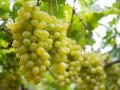 अवकाळी पावसाने द्राक्ष उत्पादक हवालदिल - Marathi News | Grape growers worried about untimely rains | Latest nashik News at Lokmat.com