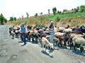 उन्हाच्या तडाख्यातही मेंढपाळांची भटकंती - Marathi News | Shepherds wander in the evenings | Latest nashik News at Lokmat.com