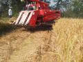 मजूरांअभावी यंत्राद्वारे भातकाढणीला वेग - Marathi News |  Speeding of paddy harvesting by labor intensive machines | Latest nashik News at Lokmat.com