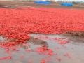 पाणी आणि चिखलात सडू लागली मिरची - Marathi News | The peppers began to rot in the water and mud | Latest nandurbar News at Lokmat.com