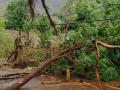 सातपुड्यात वादळासह तुरळक पावसाची हजेरी - Marathi News | Presence of sparse rain with storm in Satpuda | Latest nandurbar News at Lokmat.com