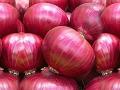 कांदा निर्यातीवरील अनुदान बंद केल्यामुळे नाराजी - Marathi News | Angered by the ban on export of onion exports | Latest nashik News at Lokmat.com