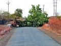 झाडे टाकून रस्ता केला बंद - Marathi News | Road closed by dropping trees | Latest nashik News at Lokmat.com