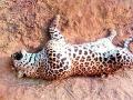 साडेतीन वर्षाच्या बिबट्याची हत्या - Marathi News | Three-and-a-half-year-old leopard | Latest vardha News at Lokmat.com