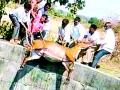 विहिरीत पडून निलगाईचा मृत्यू - Marathi News | Nilgai's death by lying in the well | Latest vardha News at Lokmat.com