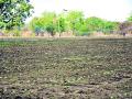 पावसाविना सहा लाख हेक्टर पिकाला धोका - Marathi News | Risk of six lakh hectares without rains | Latest yavatmal News at Lokmat.com