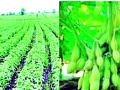 अल्प कालावधीतील सोयाबीन पीक शेतकऱ्यांना फायद्याचे - Marathi News | Short-term soybean crop benefits farmers | Latest amravati News at Lokmat.com