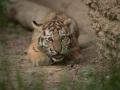 ताडोबाच्या बफर क्षेत्रात आणखी दोन बछड्यांचा मृत्यू - Marathi News | Two more calves died in Tadoba's buffer zone | Latest chandrapur News at Lokmat.com