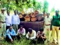 चंद्रपूरच्या जंगलातून सागवान लाकडांची तस्करी - Marathi News | Smuggling of Teak wood from Chandrapur forest | Latest chandrapur News at Lokmat.com