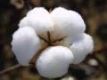 ‘नॉन एफएक्यू कॉटन’ची ‘अ‍ॅलर्जी’ का? - Marathi News | Why ‘Allergy’ to ‘Non FQ Cotton’? | Latest nagpur News at Lokmat.com