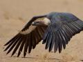 देशातील लुप्त होणाऱ्या गिधाडांच्या संख्येत वाढ - Marathi News | An increase in the number of endangered vultures in the country | Latest nagpur News at Lokmat.com