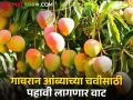 गावरान आंबा चाखण्यासाठी पहावी लागणार आणखी महिनाभर वाट, अक्षय तृतीयेला... - Marathi News | Have to wait for another month to taste Gavran mango, on Akshaya Tritiya... | Latest agriculture News at Lokmat.com