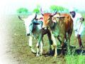 अल्पपावसात येवल्यात खरिपाच्या क्षेत्रात वाढ - Marathi News | Increasing area of ​​Kharipa in the short term | Latest nashik News at Lokmat.com
