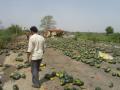 यवतमाळ जिल्ह्यातील वणीनजीक टरबुजाचा ट्रक उलटला - Marathi News | A watermelon truck overturned near Wani in Yavatmal district | Latest yavatmal News at Lokmat.com