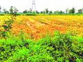 दमदार पावसाने उन्हाळी धानाच्या कडपा पाण्यात - Marathi News | Heavy rains in summer paddy fields | Latest bhandara News at Lokmat.com