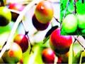 जंगलात फळझाडांची लागवड गरजेची - Marathi News | Fruit trees need to be planted in the forest | Latest bhandara News at Lokmat.com