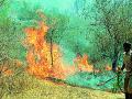 खबरदार ! जंगलात आग लावाल तर - Marathi News | Beware! If you start a forest fire | Latest bhandara News at Lokmat.com