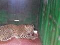 एका महिन्यात एकाच ठिकाणी चौथा बिबट्या पकडला - Marathi News | In one month, the fourth leopard was caught in one place | Latest nashik News at Lokmat.com