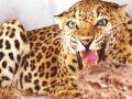 बिबट्याच्या हल्ल्यात गोऱ्हा ठार - Marathi News | A bull is killed in a leopard attack | Latest nashik News at Lokmat.com