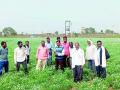 २५ शेतकऱ्यांनी फुलवली जवसाची शेती - Marathi News | 25 farmers cultivate flaxseed | Latest chandrapur News at Lokmat.com