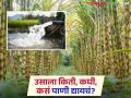 Sugarcane : ऊस पिकाचे पाणी व्यवस्थापन कसे करावे? - Marathi News | sugarcane crop farmer water management agriculture more yield | Latest agriculture News at Lokmat.com