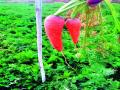 गाजराच्या शेतीतही नुकसानीची भीती - Marathi News | Fear of losses in Gajra's field | Latest nashik News at Lokmat.com