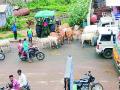 गुरांनी लावली रहदारीची ‘वाट’ - Marathi News | Cattle 'disturb' to traffic | Latest gadchiroli News at Lokmat.com