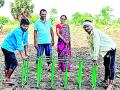 सगुणा पद्धतीने धान लागवडीकडे शेतकऱ्यांचा ओढा - Marathi News | Farmers' inclination towards saguna method | Latest gadchiroli News at Lokmat.com