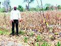 लॉकडाउनमुळे शेतातच वाळली काकडी - Marathi News | Cucumber dried in the field due to lockdown | Latest gondia News at Lokmat.com