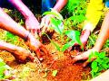 एजंसीच्या माध्यमातून सुरू आहे वृक्षलागवड - Marathi News | Agencies have started tree plantations | Latest gondia News at Lokmat.com