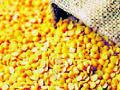 ५५ रुपये प्रती किलो तुरदाळीचा ८० रुपये दराने पुरवठा - Marathi News | Supply at Rs. 80 per kg for Rs. 80 per kg | Latest gondia News at Lokmat.com