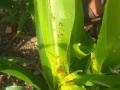 लष्करी अळीने शेतकरी हैराण - Marathi News | Military worms harass farmers | Latest nashik News at Lokmat.com