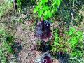कत्तलीपेक्षा गुन्हेगारांचीच ‘दक्षता’ - Marathi News | 'Efficiency' of criminals than slaughter | Latest nashik News at Lokmat.com