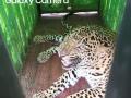 कोळवाडीत बिबट्या जेरबंद - Marathi News | Leopards seized in Kolwadi | Latest nashik News at Lokmat.com