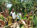 ३५० हेक्टर केळी बागांच्या नुकसानीचा अंदाज - Marathi News | Estimated loss of 350 hectare banana orchards | Latest nandurbar News at Lokmat.com