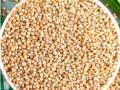 रेशनमध्ये आता मका व ज्वारीही - Marathi News | Maize and sorghum are now in the ration | Latest nandurbar News at Lokmat.com