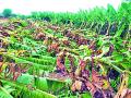 चोपडा, भडगाव तालुक्यात पिकांचे कोट्यवधीचे नुकसान - Marathi News | Chopda, loss of millions of crops in Bhadgaon taluka | Latest jalgaon News at Lokmat.com