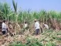 परभणी जिल्ह्यातील स्थिती :११ लाख मे.टन उसाचे गाळप - Marathi News | Status in Parbhani district: 11 lakh metric ton sugarcane | Latest parabhani News at Lokmat.com