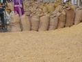 परभणी : गंगाखेड बाजार समितीत सोयाबीनला सर्वोच्च भाव - Marathi News | Parbhani: Highest prices for soybeans in Gangakhed Market Committee | Latest parabhani News at Lokmat.com