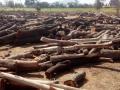 पिंपरी फाटा येथे शेकडो टन लाकडांचा साठा - Marathi News | Hundreds of tons of timber stock at Pimpri Fata | Latest satara News at Lokmat.com