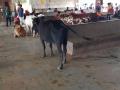 चोपडा बस आगार बनले गुरांचा गोठा - Marathi News | Chopda became bus resort for cattle herds | Latest jalgaon News at Lokmat.com