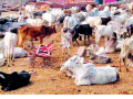 सांगली जिल्ह्यात केवळ ६७ टक्केच पशुगणना पूर्ण - Marathi News | In Sangli district only 67% complete livestock census | Latest sangli News at Lokmat.com