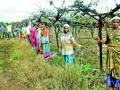 द्राक्षबागा छाटणीस प्रारंभ - Marathi News | Start pruning the vineyard | Latest nashik News at Lokmat.com