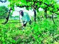 विंचूरला द्राक्षबागेवर कुºहाड - Marathi News | Winch on a vineyard | Latest nashik News at Lokmat.com